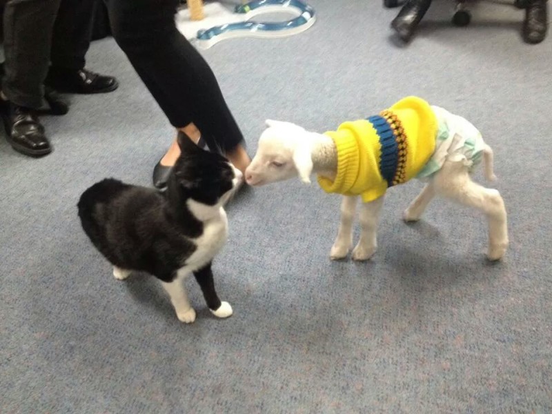 Archie the cat and Beannie the lamb boop noses by way of greeting at AVA.